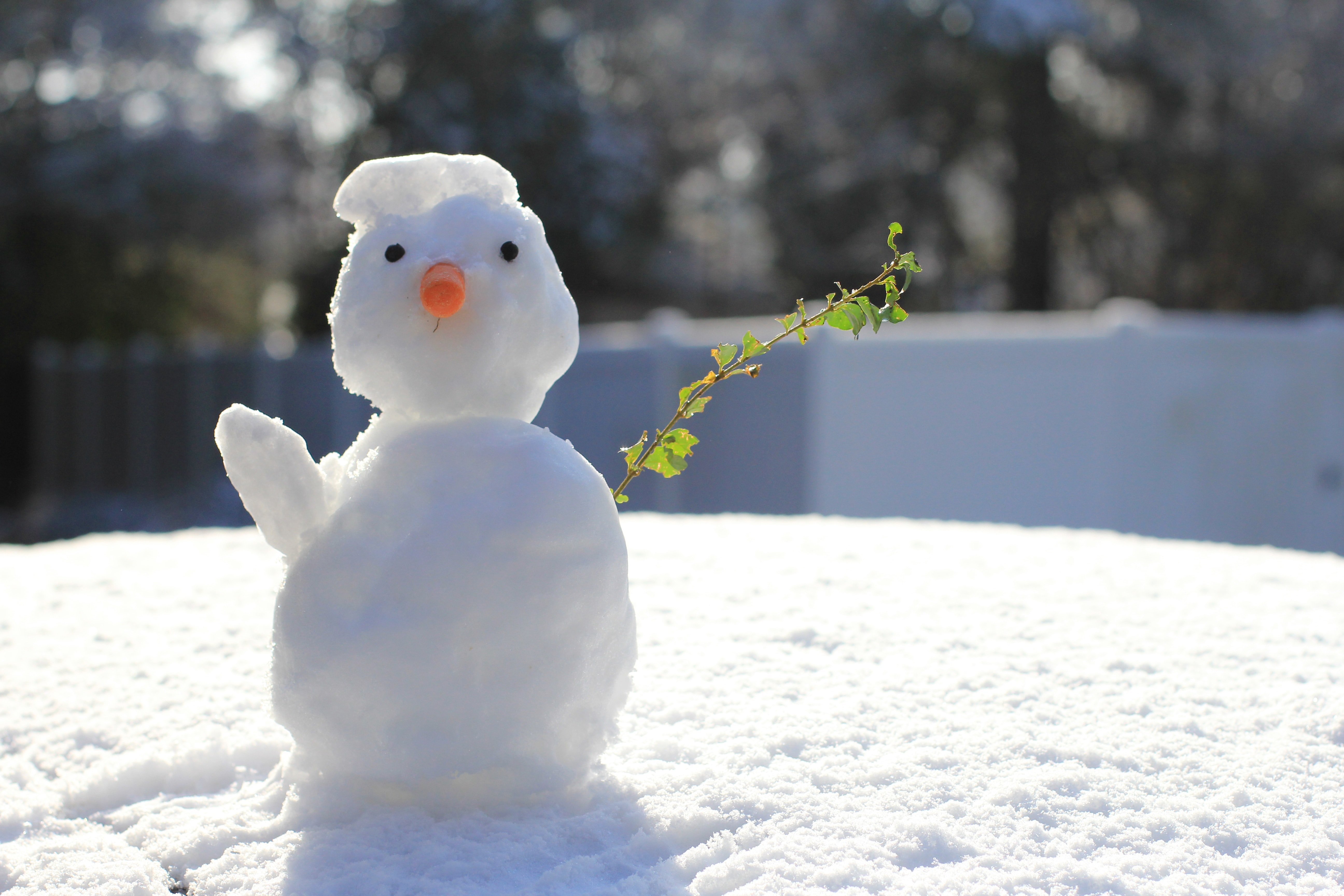 Frosty Faux-Pas: Don't let your memes melt under the legal heat!
